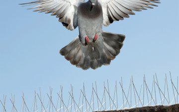 شركة تركيب طارد حمام الامارات | 0507978175