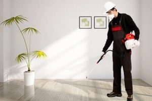 مكافحة النمل الابيض الإمارات