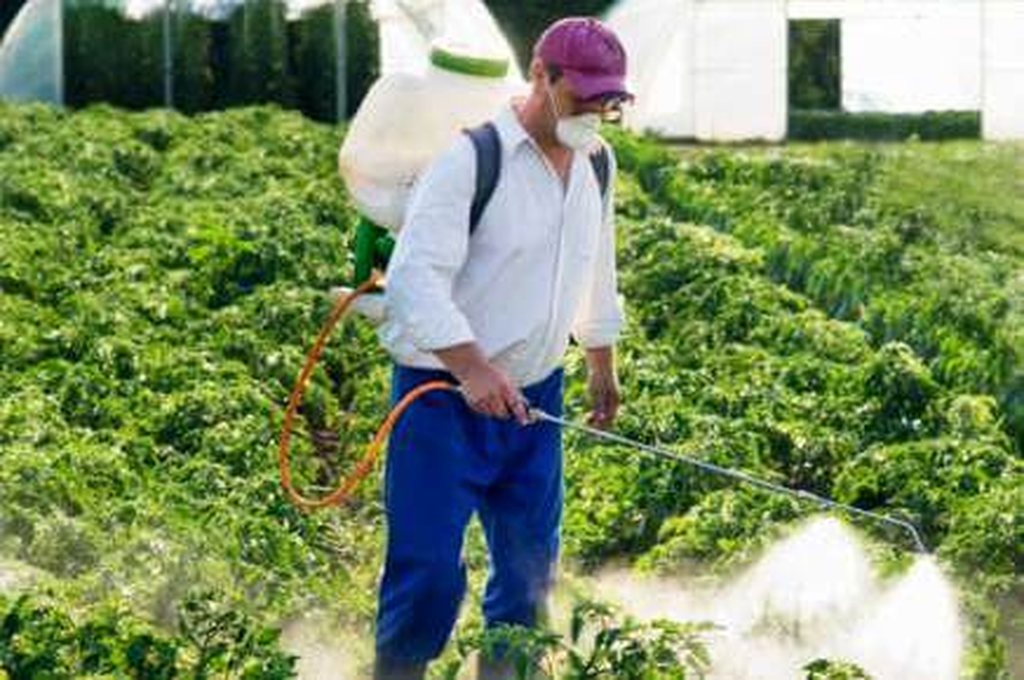 شركة مكافحة صراصير عجمان | 0507978175