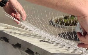 شركة مكافحة الحمام الشارقة | شركة الامام | 0507978175