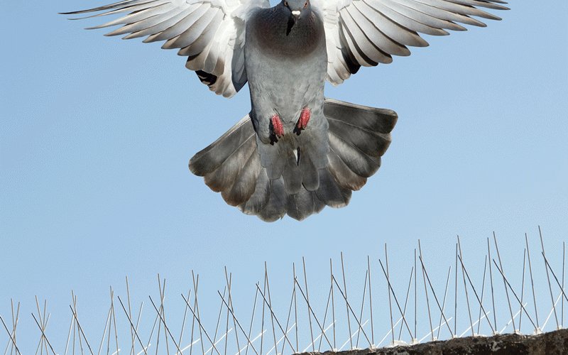 شركة تركيب طارد حمام الامارات | 0507978175