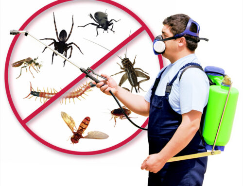 شركة مكافحة حشرات في عجمان |0507978175| ابادة نهائية