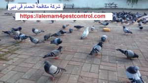 شركة مكافحة الحمام فى دبى