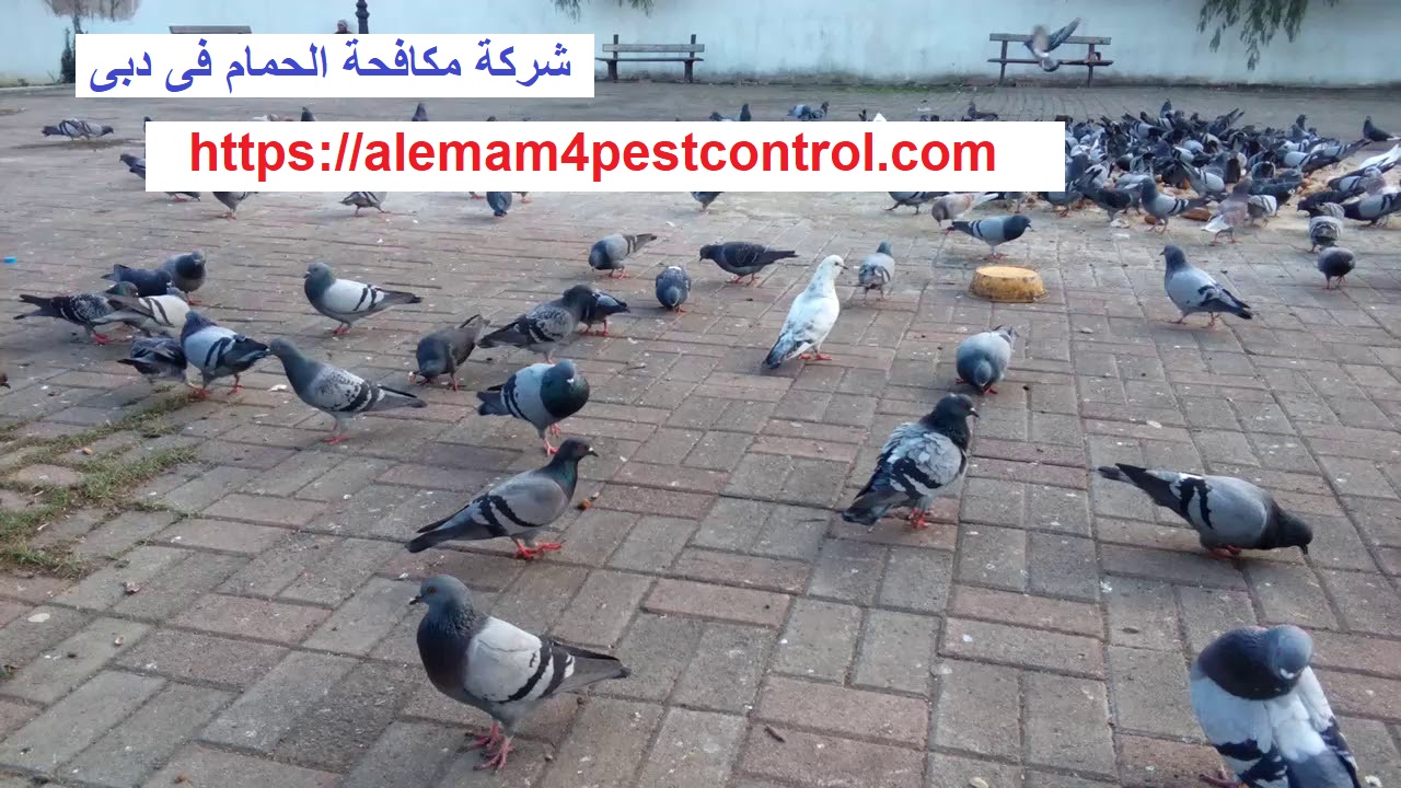 شركة مكافحة الحمام فى دبى