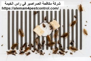 شركة مكافحة الصراصير في راس الخيمة