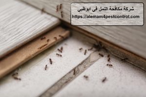 شركة مكافحة النمل في ابوظبي