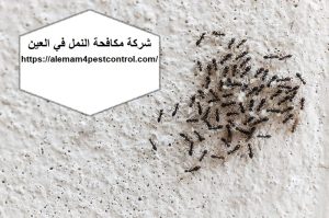 شركة مكافحة النمل في العين