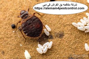 شركة مكافحه بق الفراش في دبى