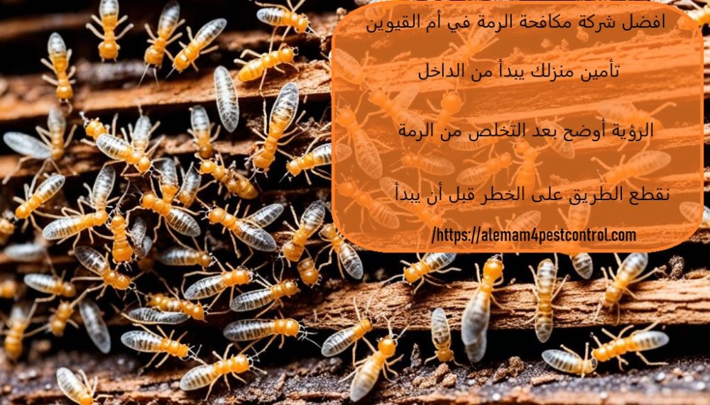 افضل شركة مكافحة الرمة في أم القيوين