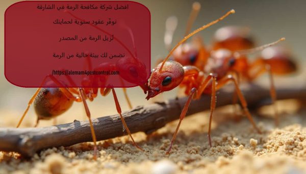 افضل شركة مكافحة الرمة في الشارقة