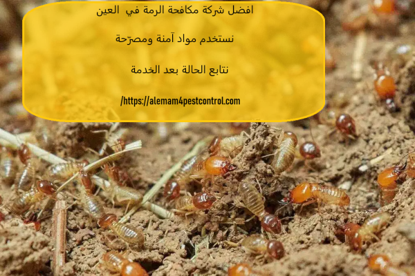 افضل شركة مكافحة الرمة في العين