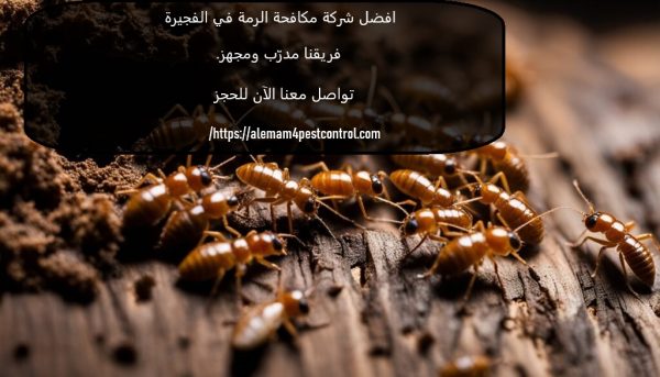 افضل شركة مكافحة الرمة في الفجيرة