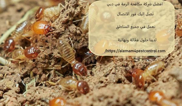 افضل شركة مكافحة الرمة في دبي