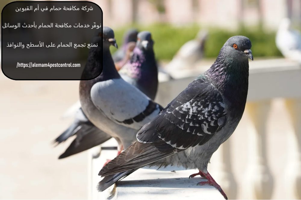 شركة مكافحة حمام في أم القيوين