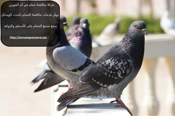 شركة مكافحة حمام في أم القيوين