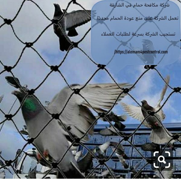 شركة مكافحة حمام في الشارقة