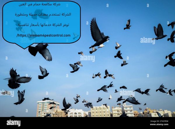شركة مكافحة حمام في العين