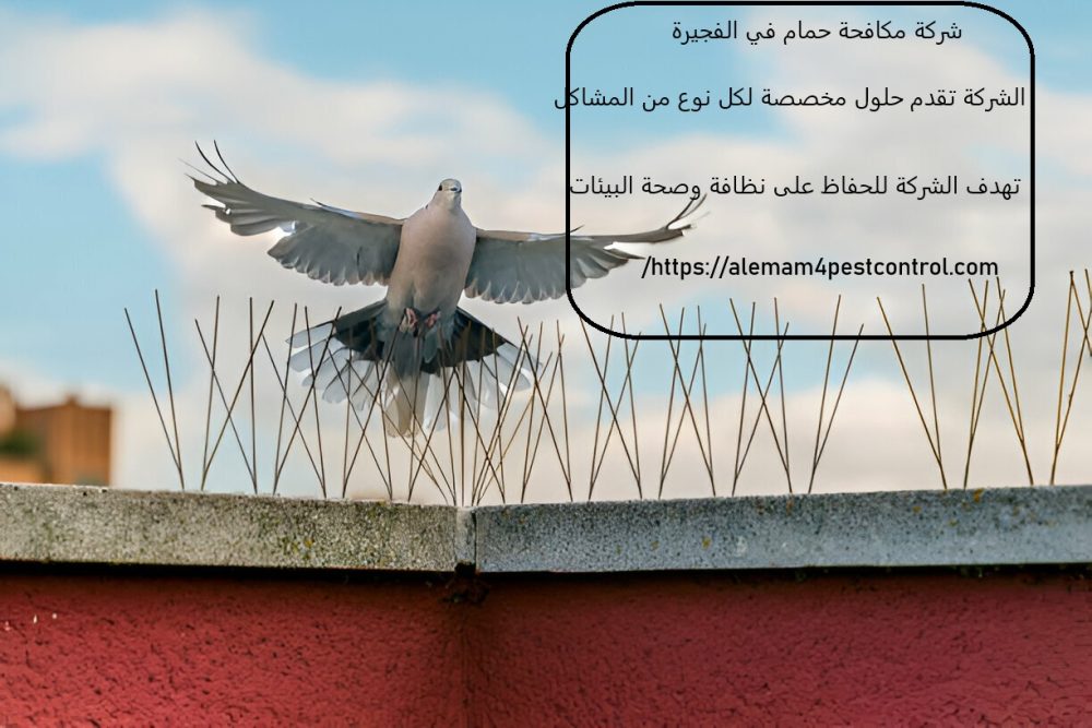 شركة مكافحة حمام في الفجيرة