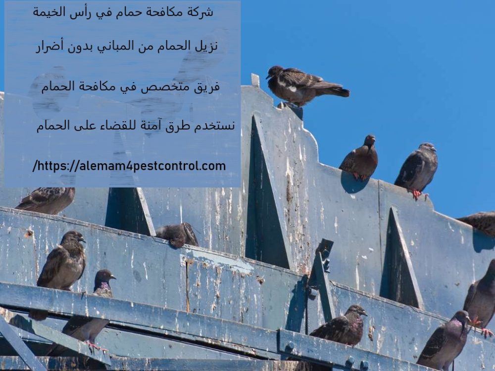 شركة مكافحة حمام في رأس الخيمة