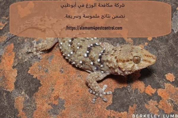 شركة مكافحة الوزغ في أبوظبي