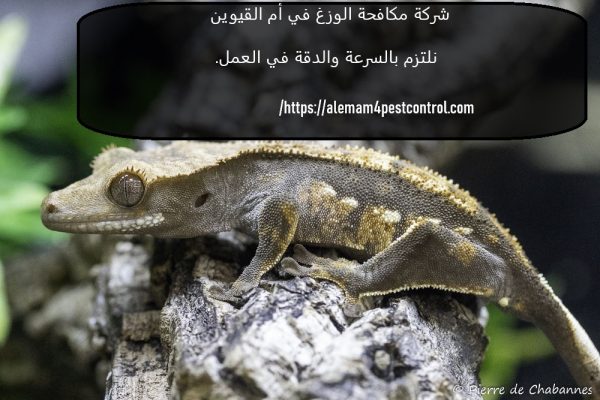 شركة مكافحة الوزغ في أم القيوين