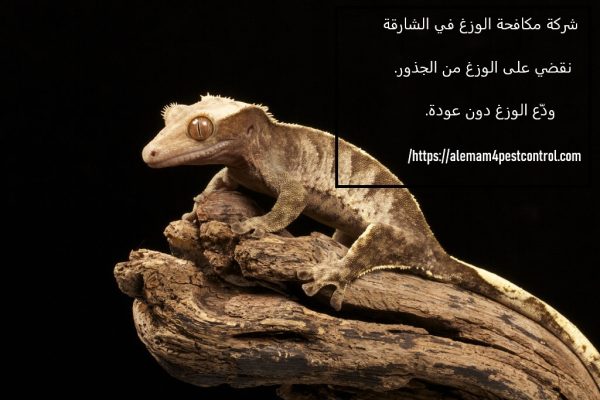 شركة مكافحة الوزغ في الشارقة