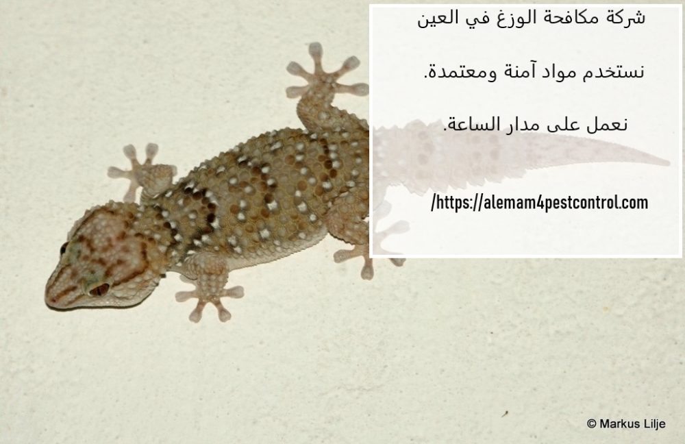 شركة مكافحة الوزغ في العين