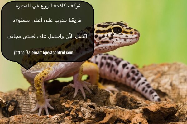 شركة مكافحة الوزغ في الفجيرة