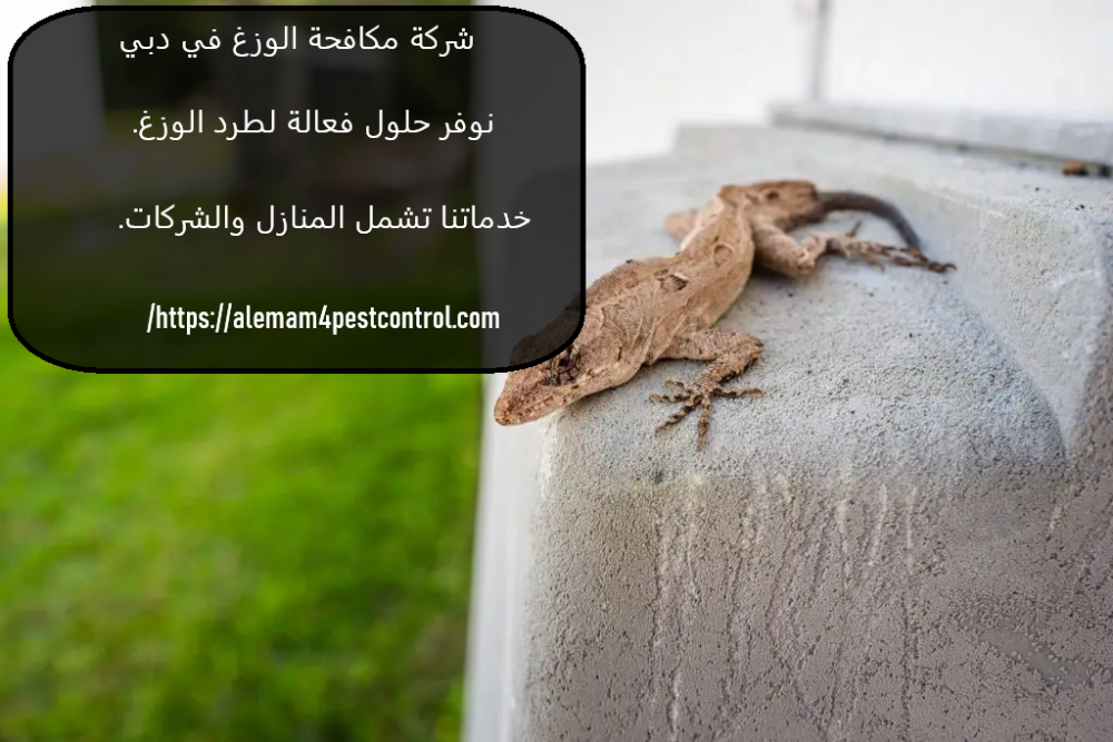 شركة مكافحة الوزغ في دبي
