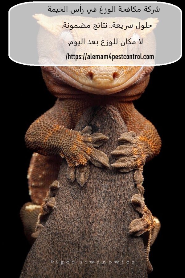 شركة مكافحة الوزغ في رأس الخيمة